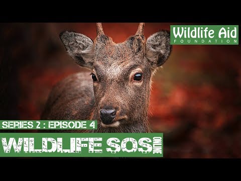 Deer Hurdles 6ft Net!: Wildlife SOS Online S2 - Episode 4