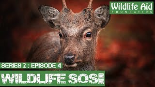 Deer Hurdles 6ft Net!: Wildlife SOS Online S2 - Episode 4