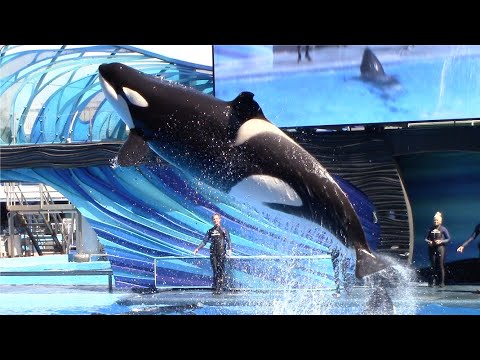 Orca Encounter (Full Show) - SeaWorld Orlando - March 1, 2023