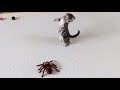 Kitten Vs Giant Spider (Tarantula) RC