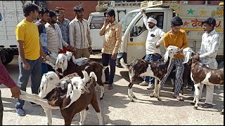 Jaipur bakra Mandi rajasthan jaipur goat market li