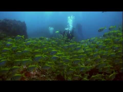 Long Reef Dive Promo