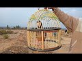 Chukar Partridge Chakor Voice Male Voice Sound Chakor Voice Farming Voice Chakor Bird Voice