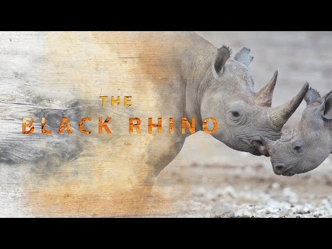 image-What is being done to help black rhinos?