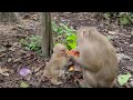 Haha Luno Eats Papaya Has The Power To Climb Trees Forever 360P