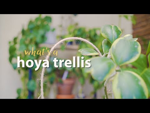 How to trellis small Hoyas | Essential Hoya plant care tips