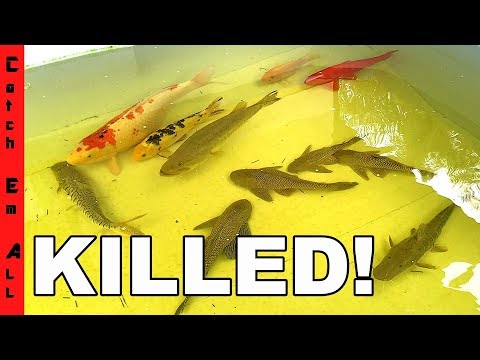 What KILLED ALL my PETS!?