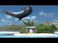 Dolphins The Wild Side