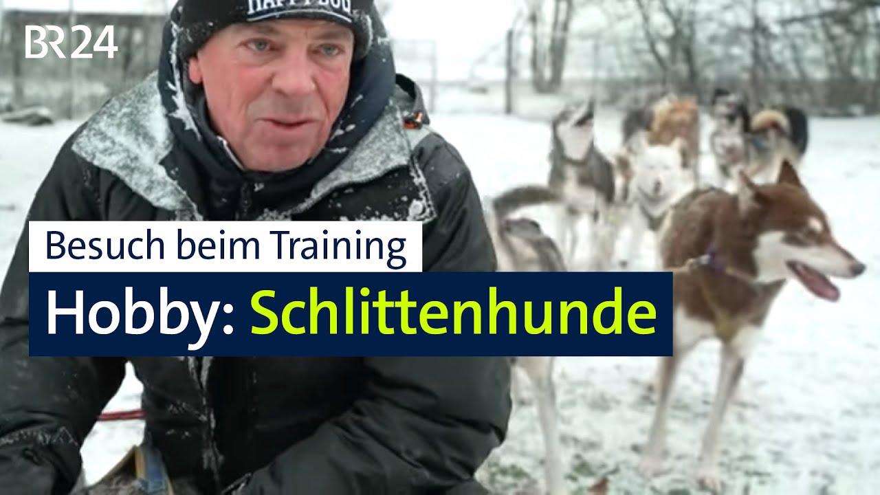 Zu Besuch bei einem erfolgreichen Schlittenhunde-Sportler | Abendschau | BR24