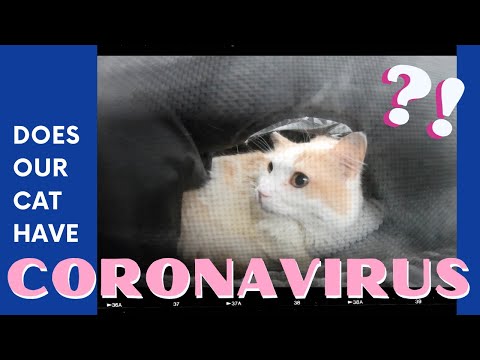 IS OUR CAT INFECTED WITH CORONAVIRUS?! COVID-19 symptoms during NYC Quarantine