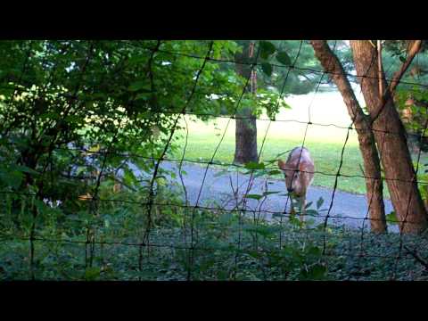 Mamma Deer in our driveway 8 16 11