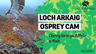 Male osprey brings female osprey a fish 🐟 - Loch Arkaig Osprey Cam