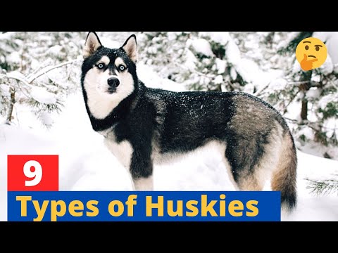 , title : '9 Types of Huskies: Which Husky would be suitable for you?'