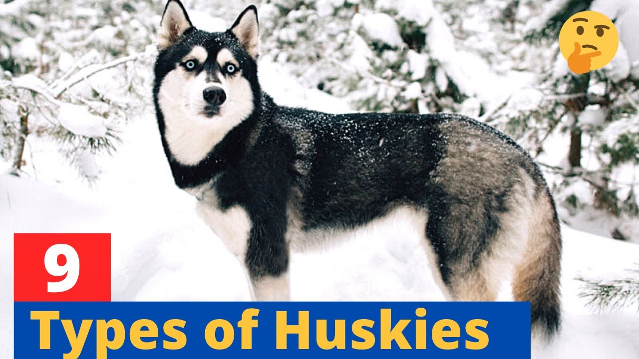 What is the rarest Husky type? Tipseri