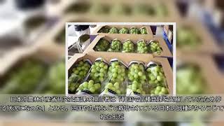 ミカンは出荷停止、イチゴも一騒動…韓国、日本産果物に“照射”！？　無断栽培、第三者譲渡…次に危ないのは「動物」か