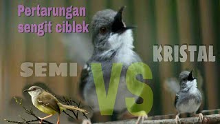 Download lagu CIBLEK KRISTAL VS CIBLEK SEMI || BREN AK47 mp3