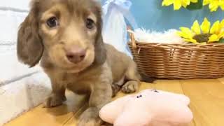 ミニチュアダックスの動画01