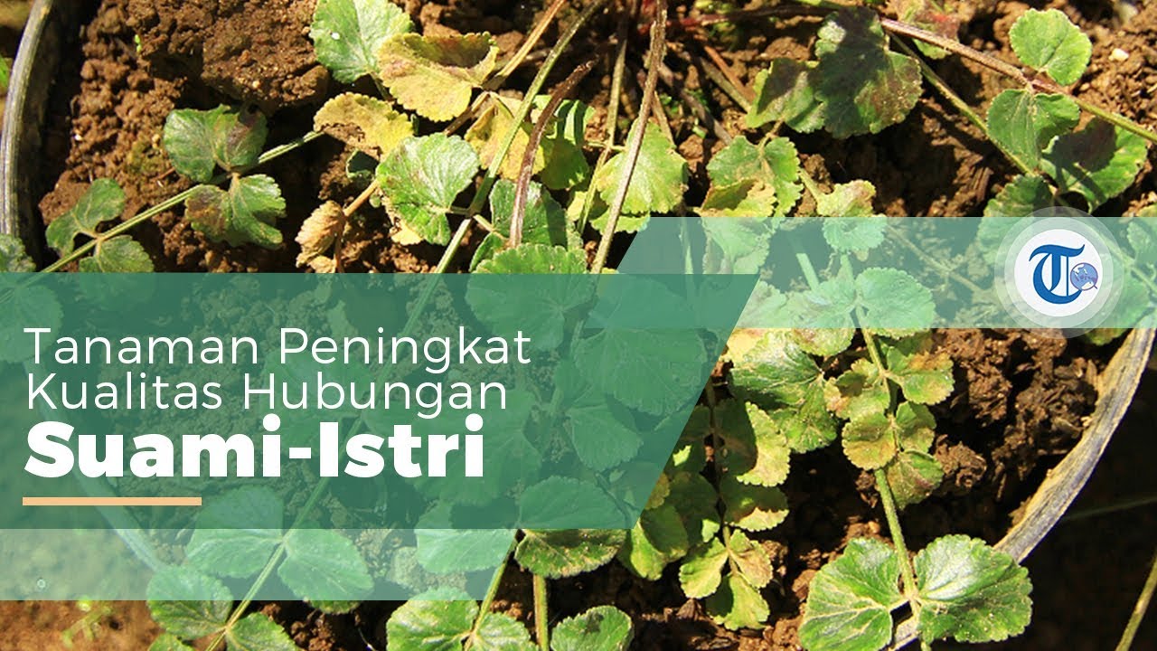 Purwaceng Tanaman Peningkat Vitalitas dari Dieng Tribun Purwaceng Tanaman Peningkat Vitalitas dari Dieng Tribun