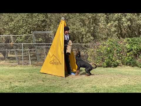 William - IGP 3 Protection