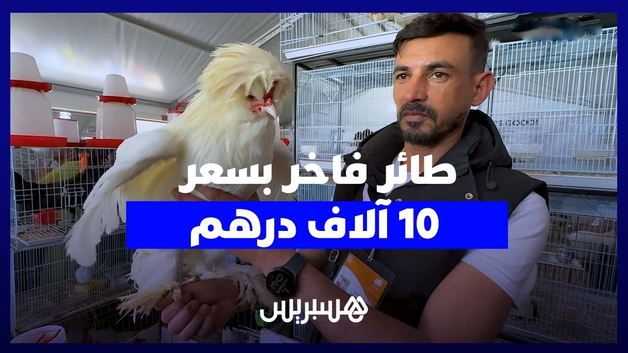 بسعر 10.000 درهم للزوجين ... "السلطان الألماني" يثير إعجاب زوار المعرض الدولي للفلاحة thumbnail