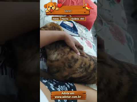 Vídeo de layon 