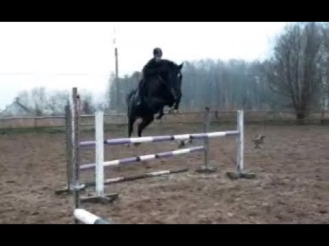 DIARADO/DIAMANT DE SEMILLY OLDENBURG 2015