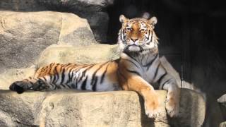 preview picture of video '2013 Amur Tiger Kobe Oji Zoo, Kobe, Japan  神戸王子動物園のアムールトラ'