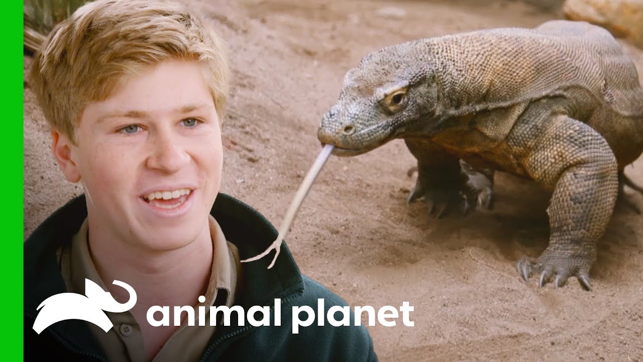 Breeding Komodo Dragons at Australia Zoo | Crikey! It's the Irwins