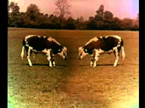 牛が踊る、オペラが響く。これは1957年の広告 / MAGGI「OPÉRA BŒUF」