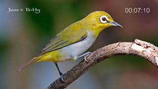 Download lagu pancingan burung pleci gacor pagi siang malam jernih durasi panjang | masteran burung kecil pedes mp3