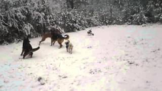 preview picture of video 'DoggieDog Hunddagis(6) DoggieDog Hunddagis & Stinas Hundpensionat i Ale'