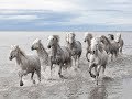 National Geographic Documentary Horses Amazing Story About This Wonderful Creature