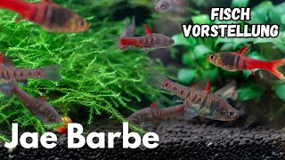 Neonrote Zwergbarbe (Jae Barbe) - Enteromius jae | Liquid Nature Fisch Vorstellung