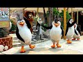 Madagascar Boogie Universal Studios Singapore Madagascar Live Sing Dance Along Show Resorts World