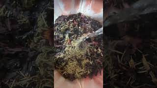 TRY THIS HAIR GROWTH SPRAY AND THANK ME LATER #rosemary #cloves #hibiscus