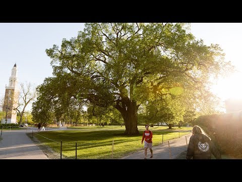 The Great Elm