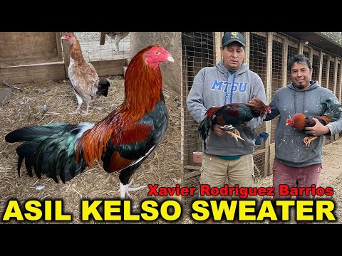 Xavier Rodriguez Asil Kelso Sweater Chilango's Farm - Beautiful Birds