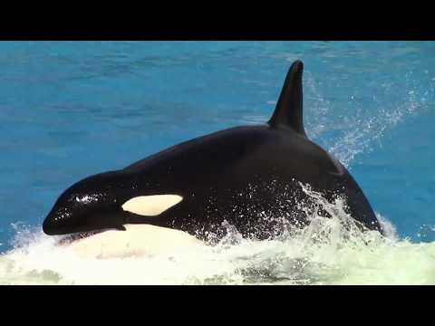 But Orkid is still the smartest! (Seen during Orca Encounter on 5/22/18)