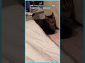 Cat Tries To Sleep But Gets Interrupted