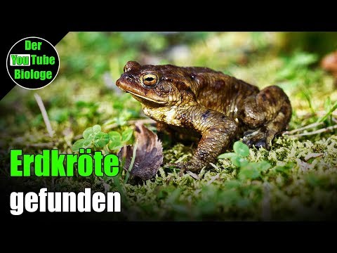 Erdkröte in den Höhlen gefunden