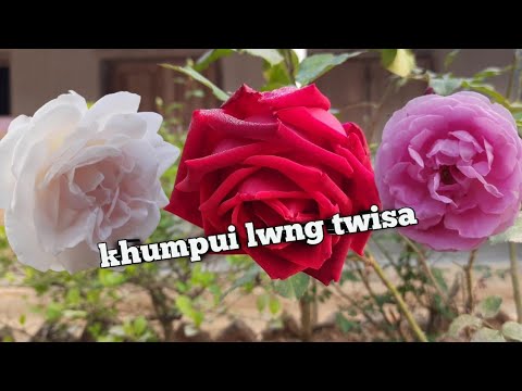 Khumpuilwng Twisa Twilwk || kokborok old song || Ft. Biswanant & Sanjita Debbarma || Cover video