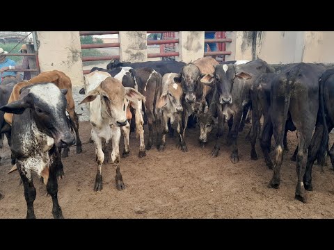 Bezerrada cruzada boa pra vender em Vertentes Pernambuco 29/08/2026. 81 999427 6049.