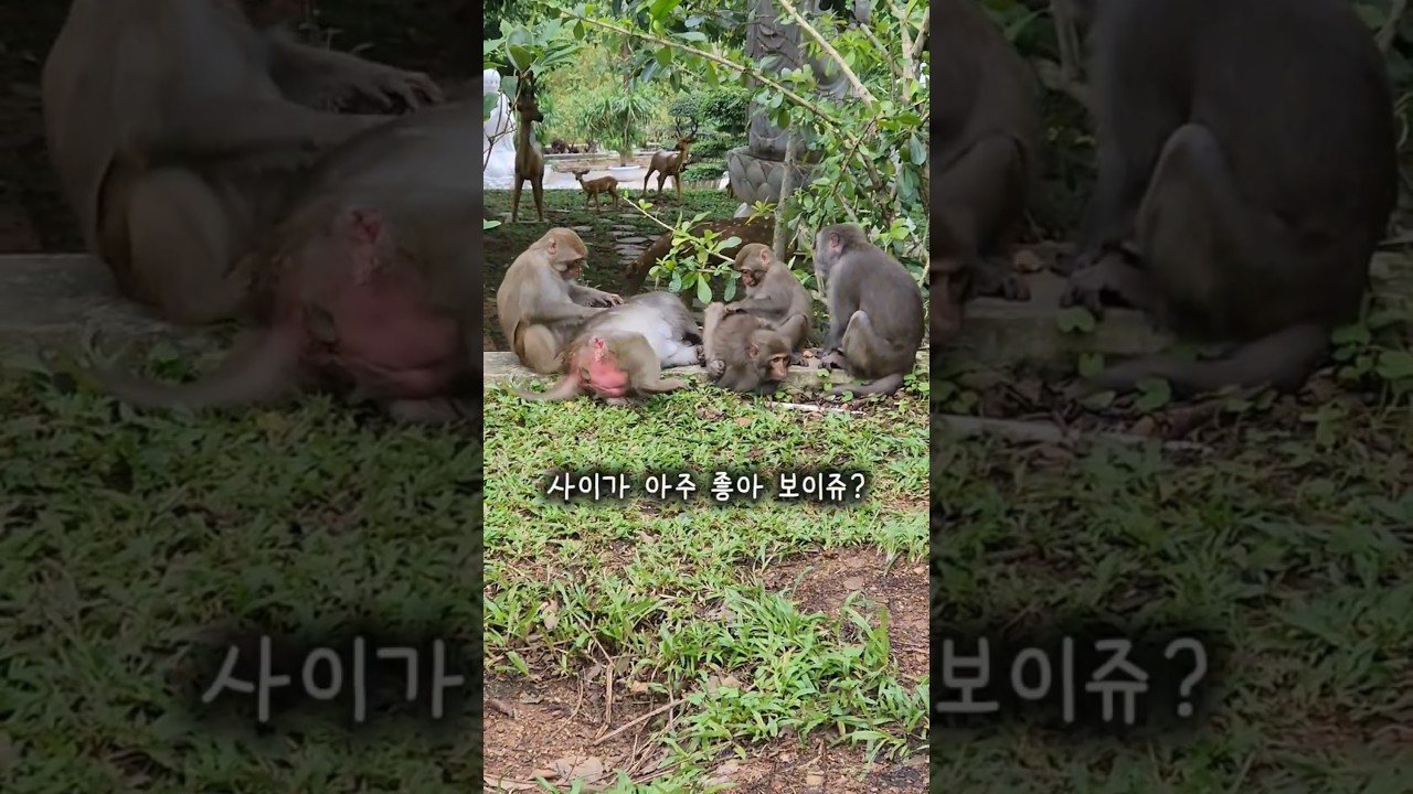 엉덩이가 빨간 원숭이 가족?#베트남#다낭#다낭자유여행#영흥사#린응사#원숭이#가족#여행#해수관음상#베트남여행#…