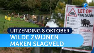🐗 Wilde ZWIJNEN maken SLAGVELD van Limburgse BEGRAAFPLAATS 🪦 | Uitzending 8 okto