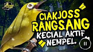 Download lagu Ciak Joss Kecial Kuning Terbukti Ampuh RANGSANG Kecial Bikin Aktif NEMPEL‼️| PEPADU KECIAL mp3 Download lagu Ciak Joss Kecial Kuning Terbukti Ampuh RANGSANG Kecial Bikin Aktif NEMPEL‼️| PEPADU KECIAL mp3