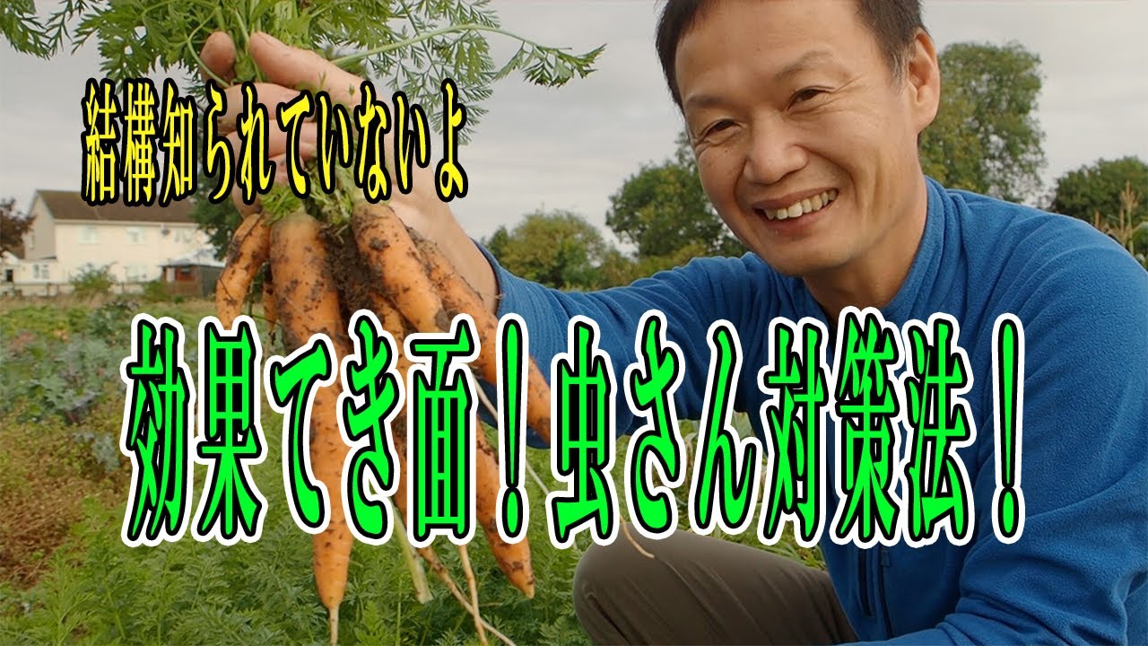 菊芋の活用とニンジンの自然栽培管理術