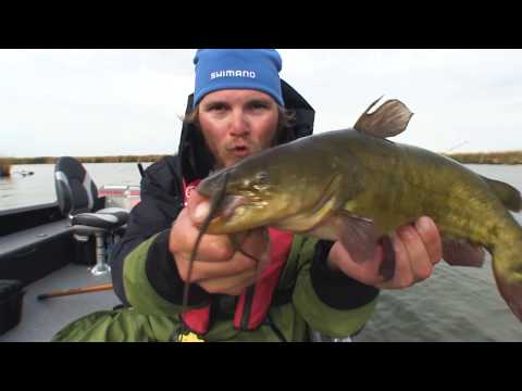 Dværgmaller på regnorm