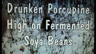 preview picture of video 'Porcupine Drunk on Fermented Soyabeans'
