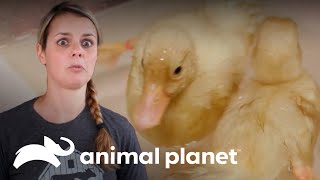 Thumbnail del capítulo