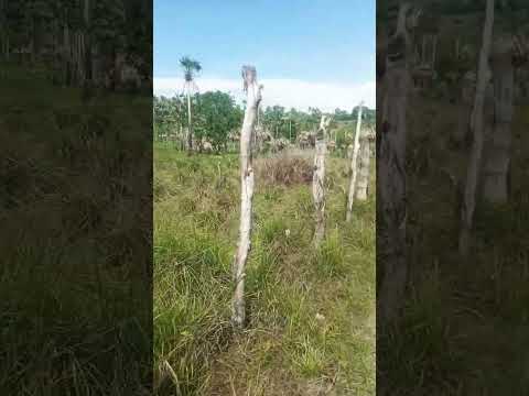 Rio Buriti, São Bernardo (MA)